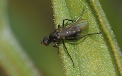 Themira putris
