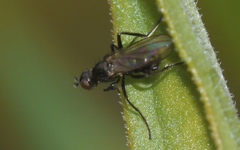 Themira putris