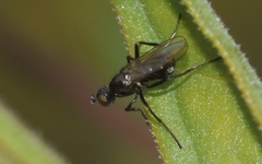 Themira putris