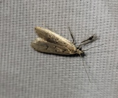 Dichomeris punctidiscellus