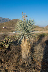 Yucca rigida