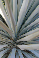 Yucca rigida
