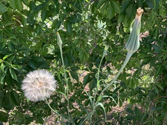 Tragopogon miscellus