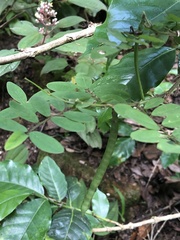 Averrhoa carambola