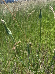 Tragopogon miscellus