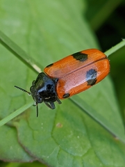 Clytra espanoli