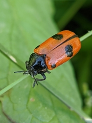 Clytra espanoli