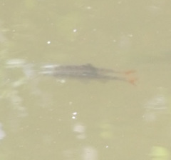 Lythrurus umbratilis