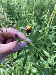 Pentanema salicinum