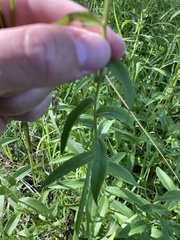 Pentanema salicinum