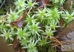Sphagnum centrale
