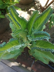 Kalanchoe laetivirens