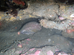 Concholepas concholepas