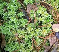 Sphagnum centrale
