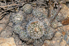 Thelocactus bicolor