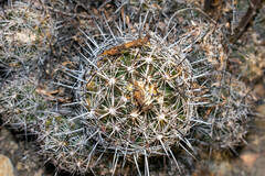 Thelocactus bicolor