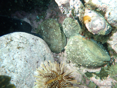 Concholepas concholepas