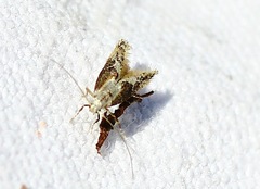 Blastodacna