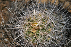 Thelocactus bicolor