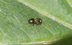 Meraporus