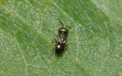 Meraporus