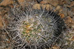 Thelocactus bicolor