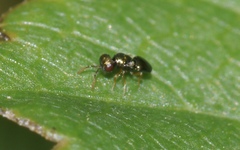 Meraporus