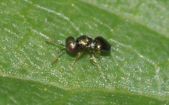 Meraporus