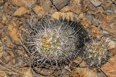 Thelocactus bicolor