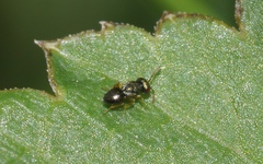 Meraporus