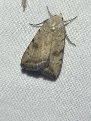 Micrathetis
