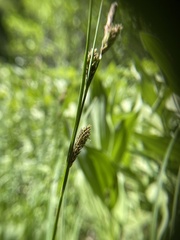 Carex lenticularis