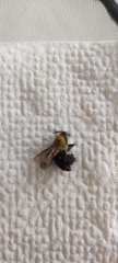 Insecta