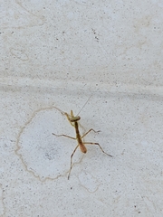 Hierodula patellifera patellifera