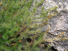 Selaginella underwoodii