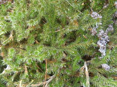 Selaginella underwoodii