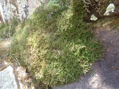 Selaginella underwoodii