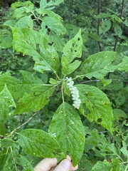 Clethra acuminata