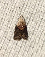 Acrobasis palliolella