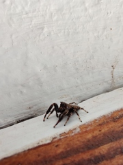 Macaroeris nidicolens