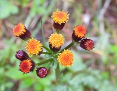 Packera pauciflora