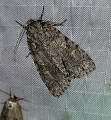 Acronicta immodica