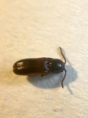 Xylophilus corticalis