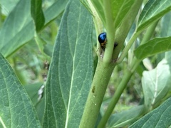 Gastrophysa polygoni