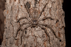 Isopedella conspersa