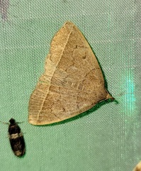 Zanclognatha marcidilinea