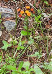 Packera pauciflora