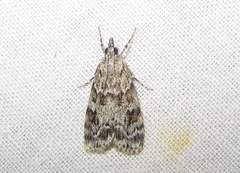 Scoparia basistrigalis