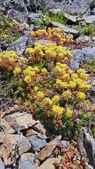 Sedum oregonense