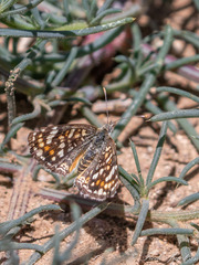Phyciodes picta
